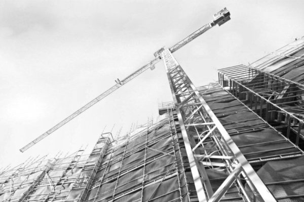 Gray Crane